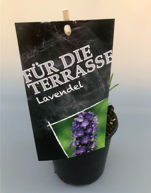 Lavandula angusti. Imperial Gem