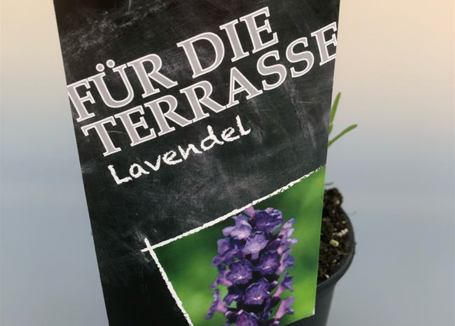 Lavandula angusti. Imperial Gem