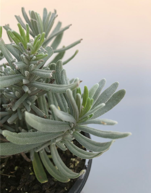 Lavandula angustifolia Melissa Lilac