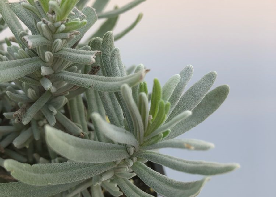 Lavandula angustifolia Melissa Lilac