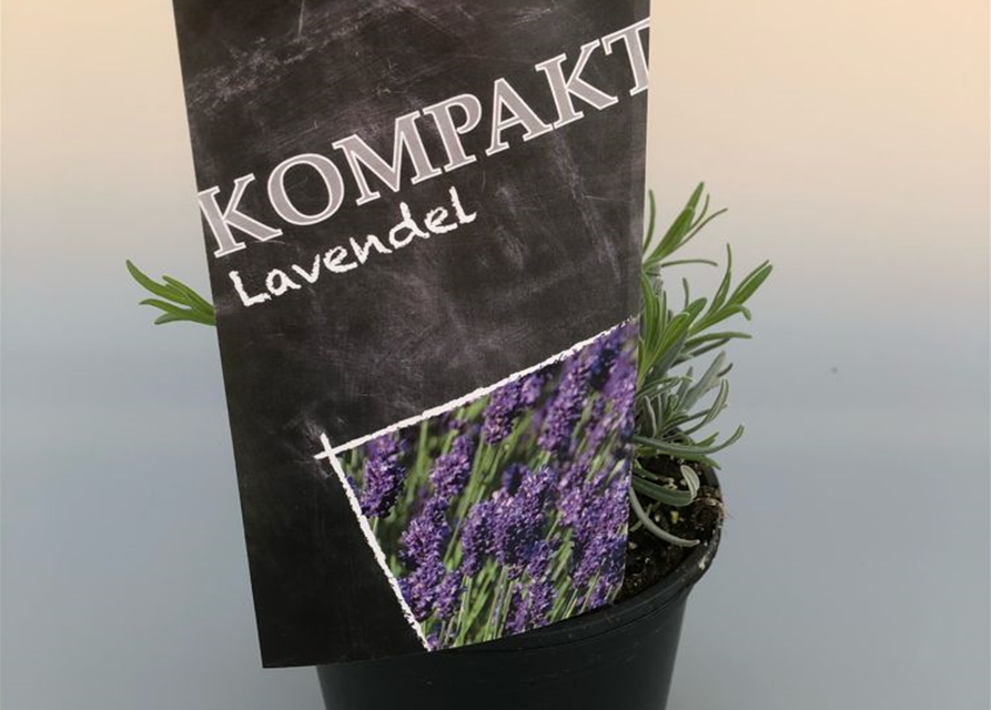 Lavandula angustifolia Peter Pan