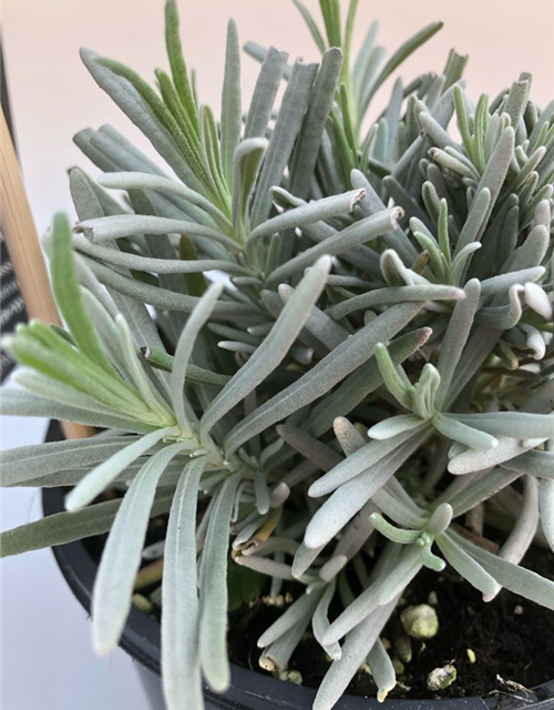 Lavandula angustifolia Silver Sands