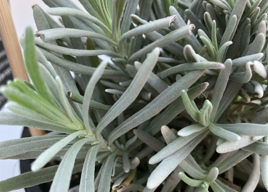 Lavandula angustifolia Silver Sands