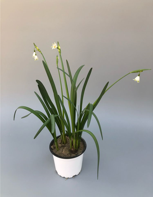 Leucojum Gravetye Giant