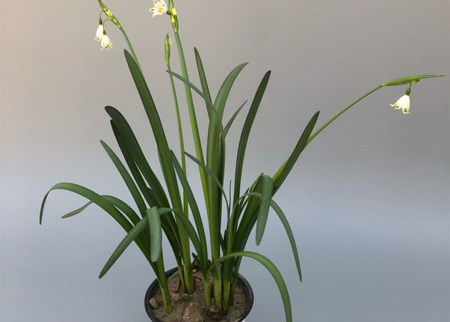 Leucojum Gravetye Giant