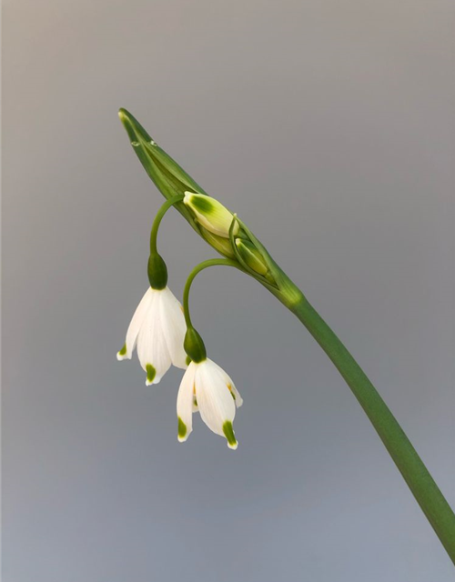 Leucojum Gravetye Giant