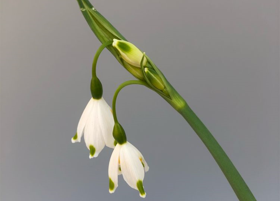 Leucojum Gravetye Giant