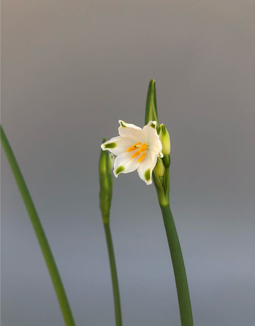 Leucojum Gravetye Giant