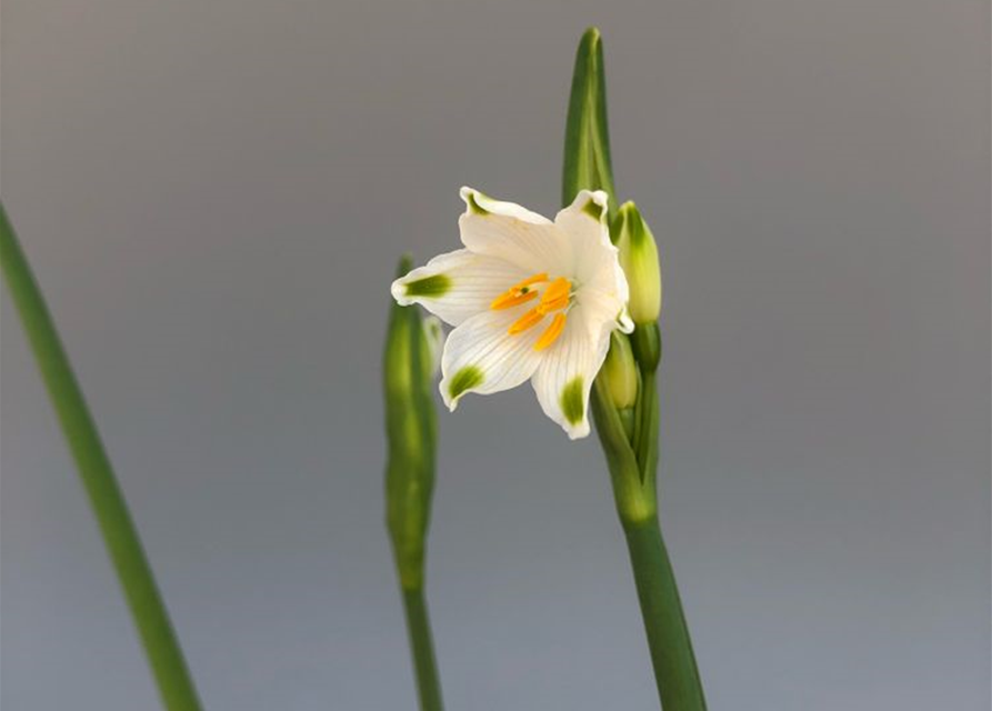 Leucojum Gravetye Giant