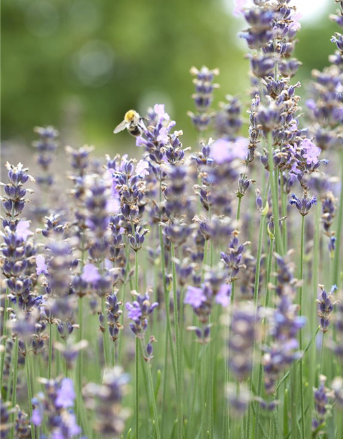 Lavandula angustfolia Little Lottie