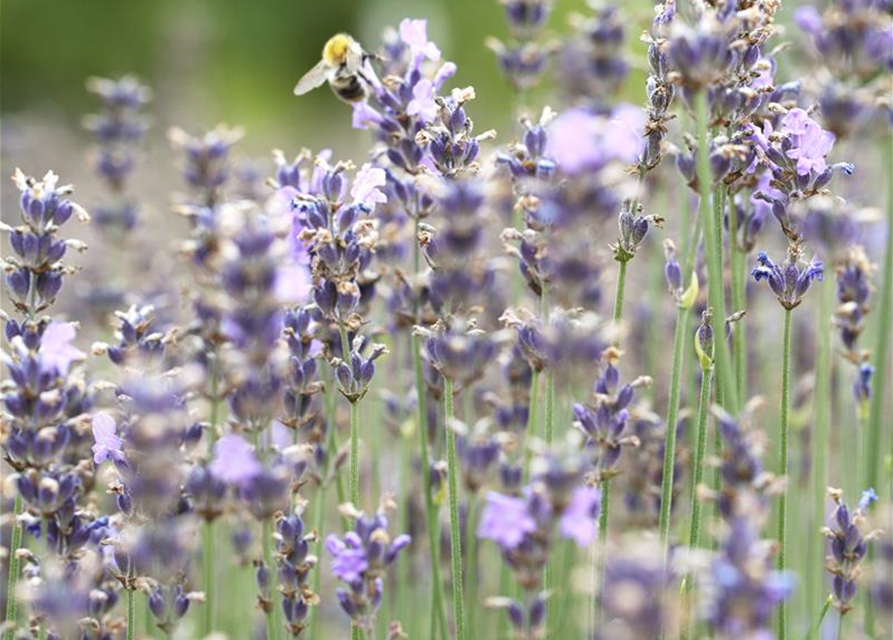 Lavandula angustfolia Little Lottie