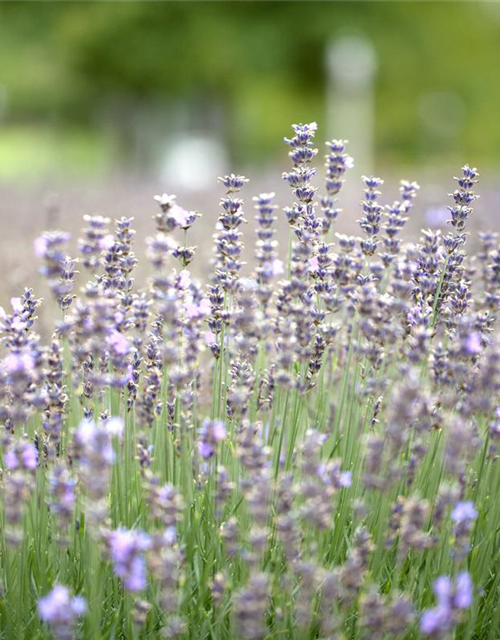 Lavandula angustfolia Little Lottie