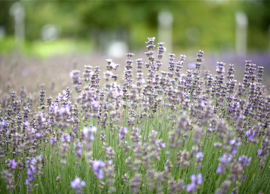 Lavandula angustfolia Little Lottie