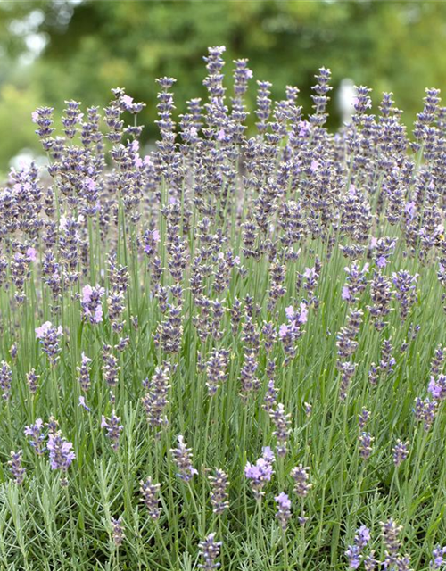 Lavandula angustfolia Little Lottie