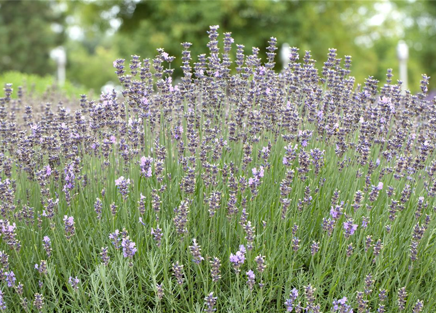 Lavandula angustfolia Little Lottie