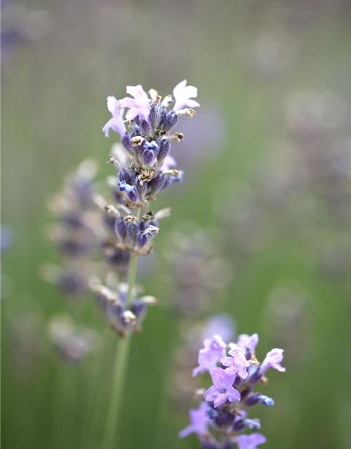 Lavandula angustfolia Little Lottie