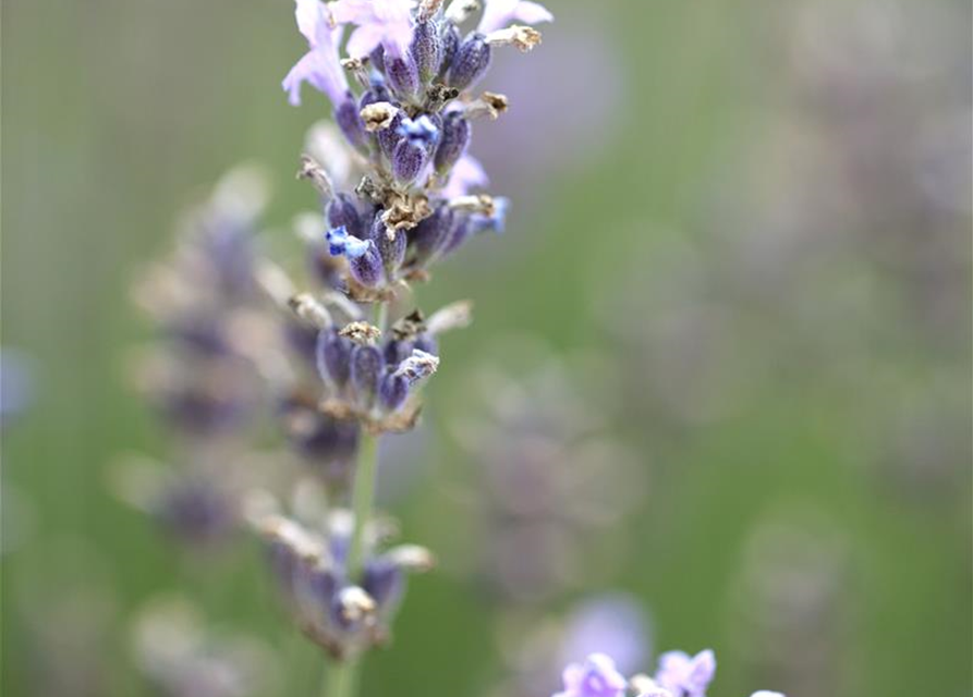 Lavandula angustfolia Little Lottie