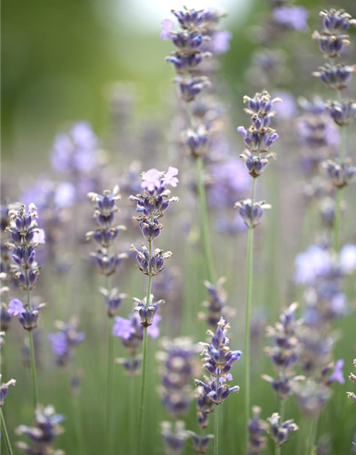 Lavandula angustfolia Little Lottie