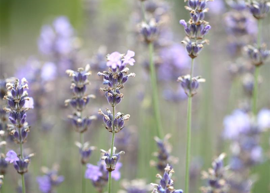 Lavandula angustfolia Little Lottie