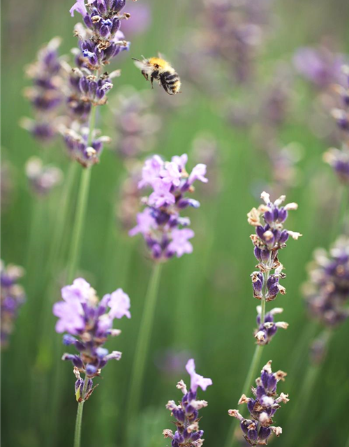 Lavandula angustfolia Little Lottie