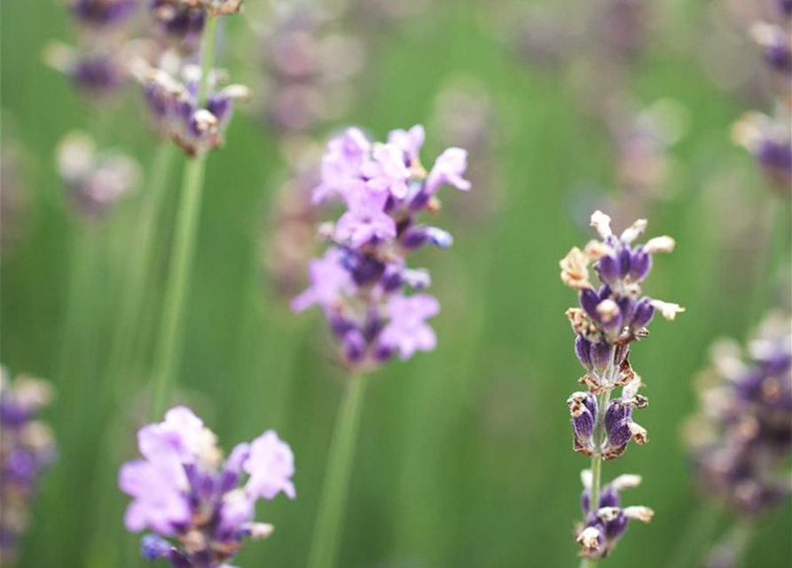 Lavandula angustfolia Little Lottie