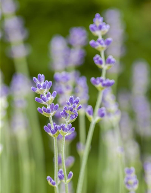 Lavandula angustfolia Little Lottie