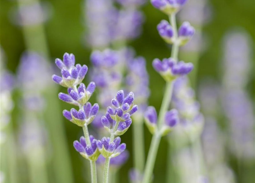 Lavandula angustfolia Little Lottie