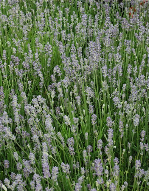 Lavandula angustfolia Little Lottie