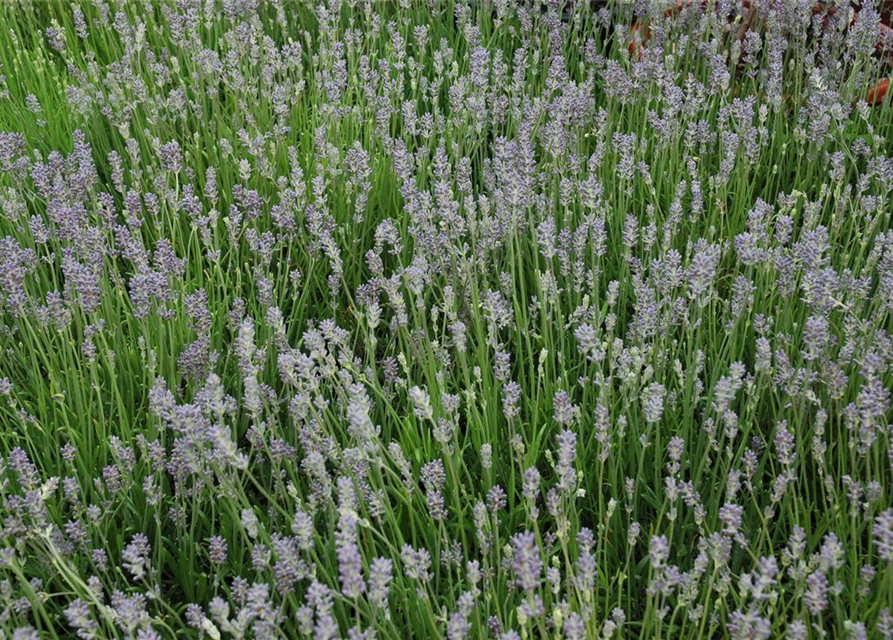 Lavandula angustfolia Little Lottie