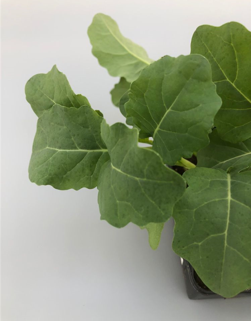 Brassica oleracea ver. italica