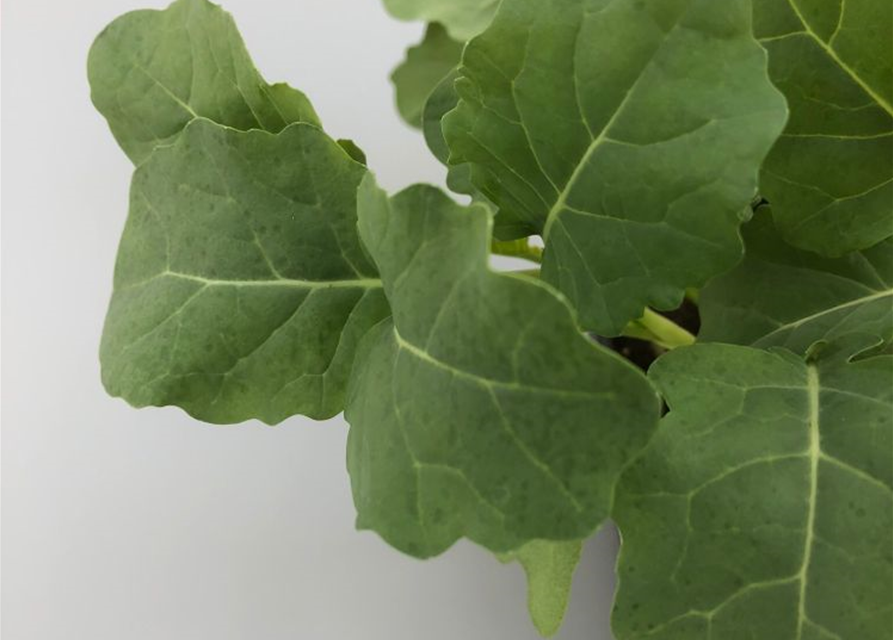 Brassica oleracea ver. italica