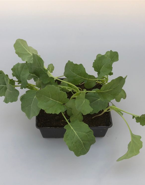 Brassica oleracea ver. italica