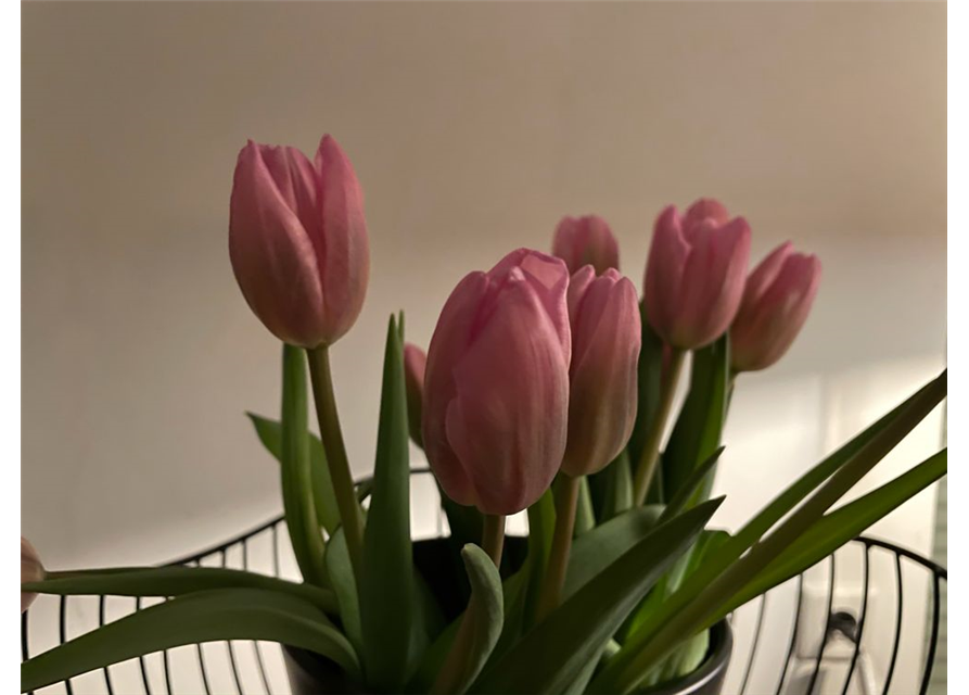 Tulpen Schnitt 10er Bund verschiedene Farben