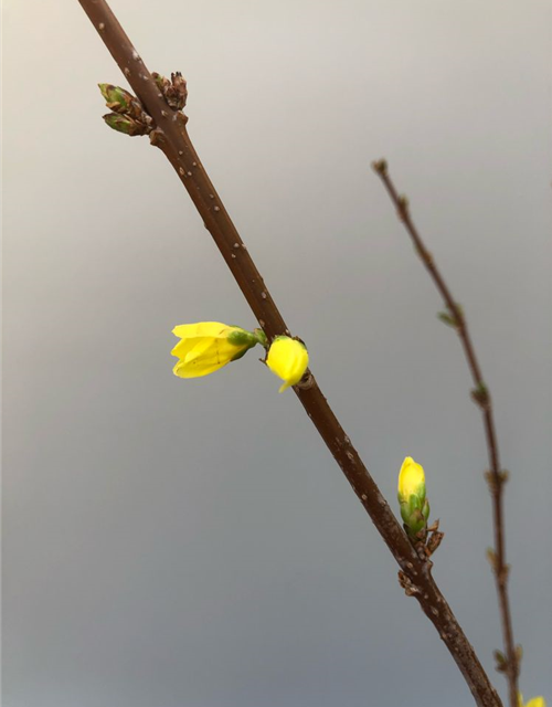 Forsythia, Handbund TL 90, Schnittzweig