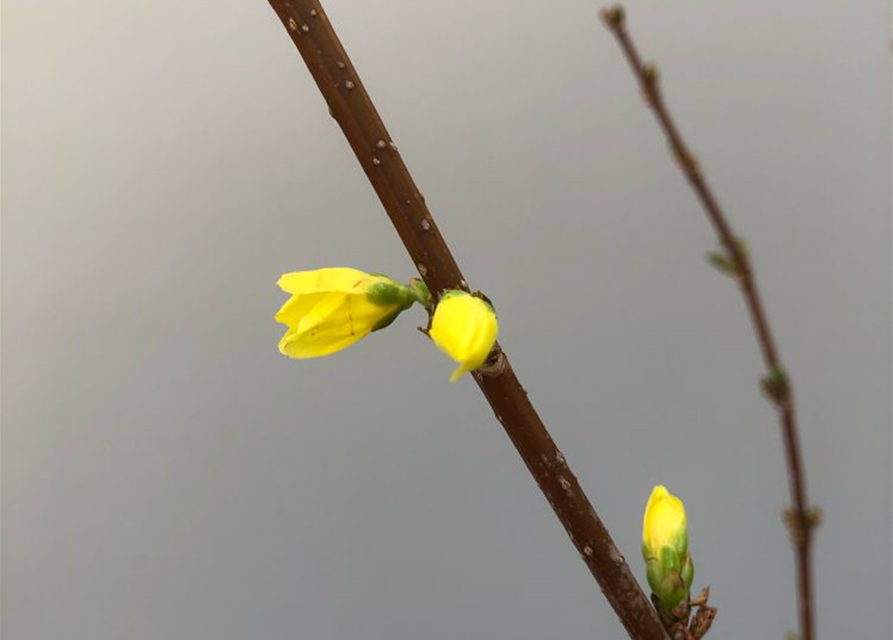 Forsythia, Handbund TL 90, Schnittzweig