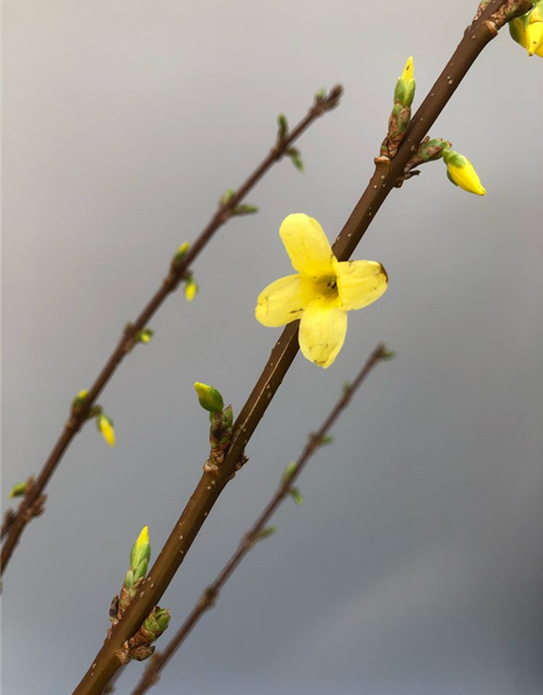 Forsythia, Handbund TL 90, Schnittzweig