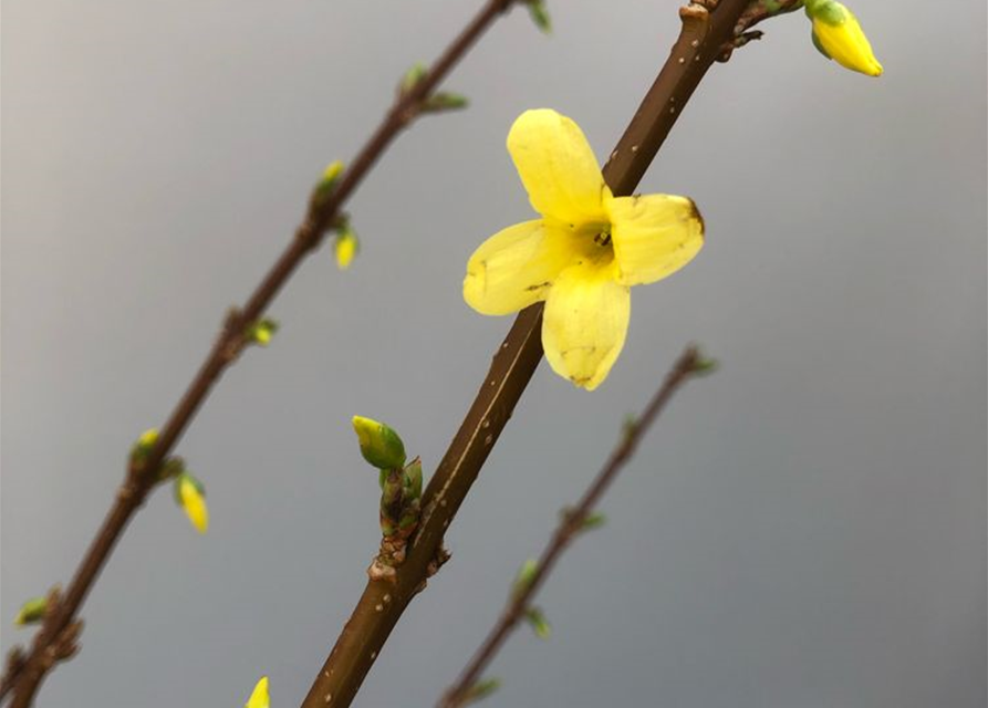 Forsythia, Handbund TL 90, Schnittzweig