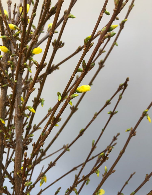 Forsythia, Handbund TL 90, Schnittzweig