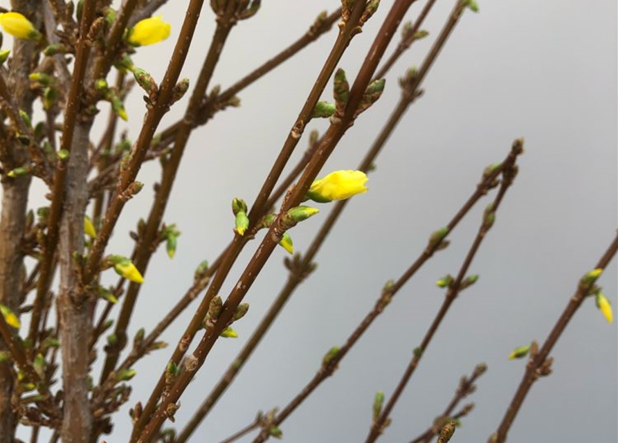 Forsythia, Handbund TL 90, Schnittzweig