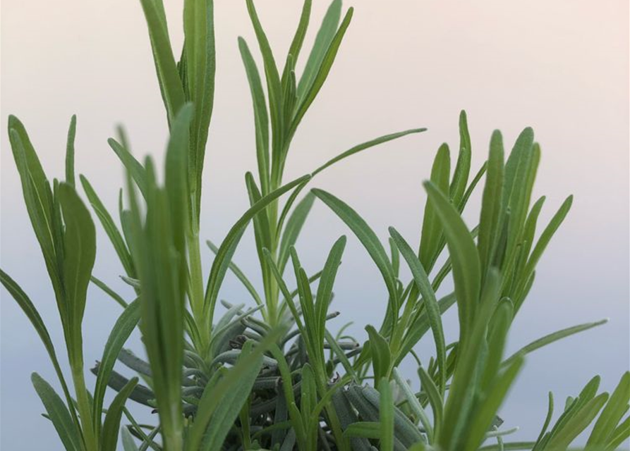 Lavandula angustifolia Little Lottie