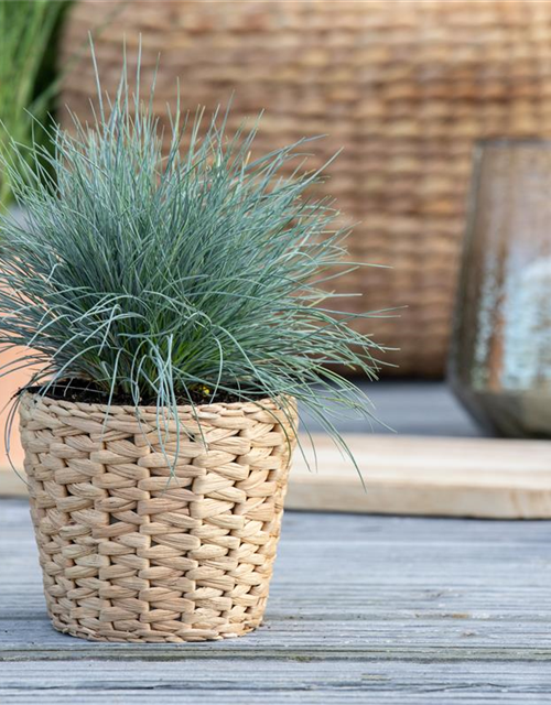 Festuca glauca