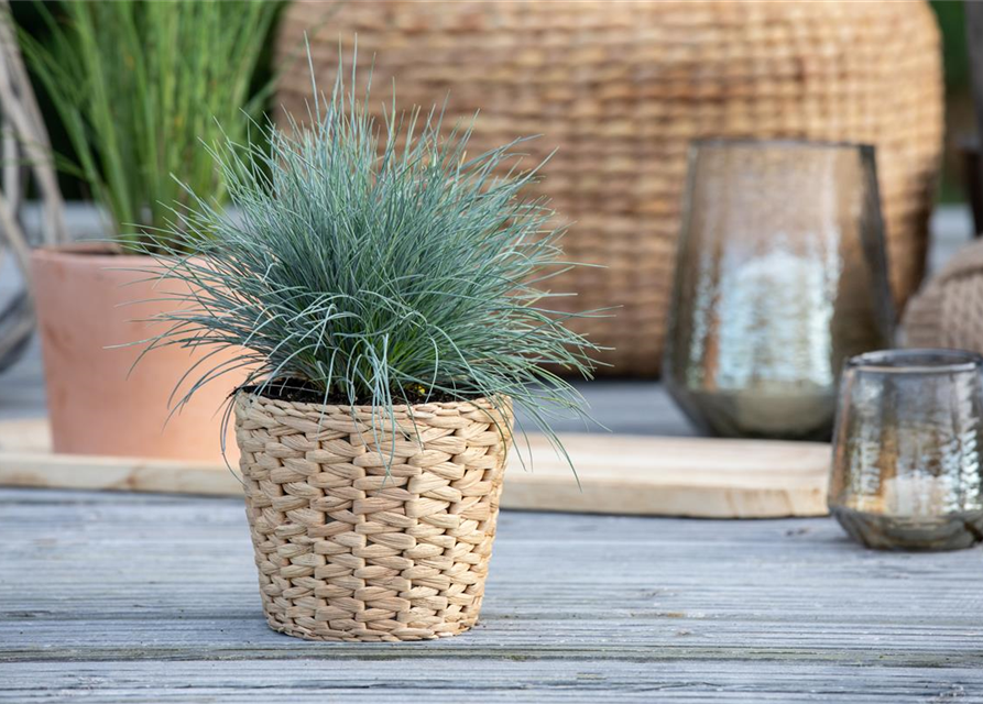 Festuca glauca