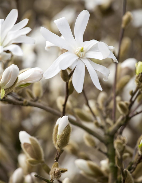 Magnolia stellata Royal Star