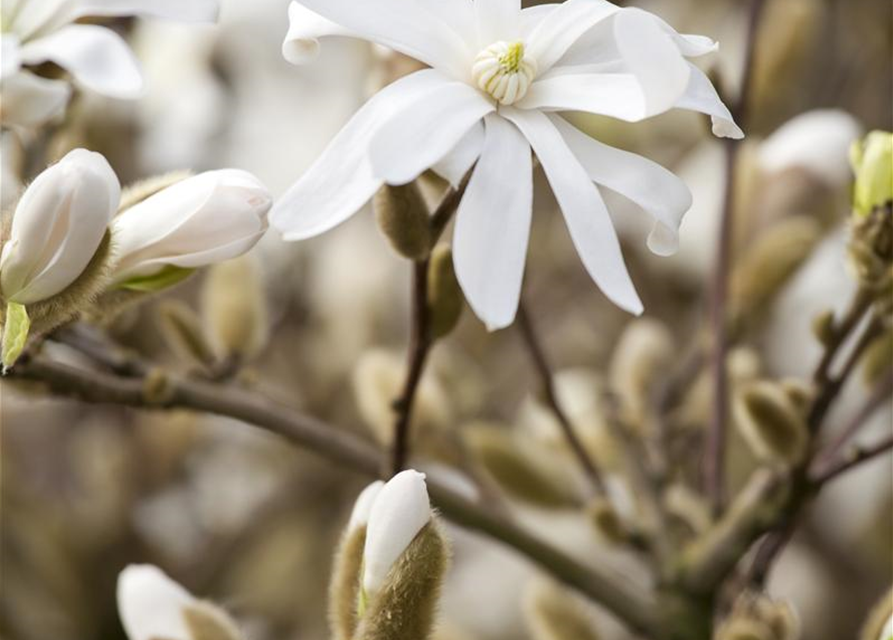 Magnolia stellata Royal Star