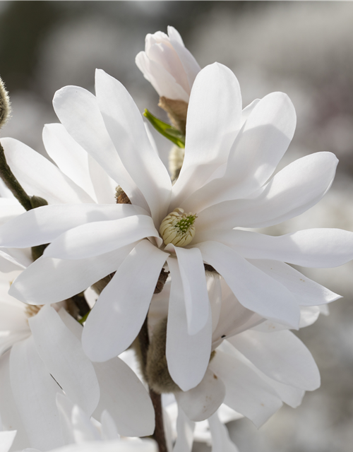 Magnolia stellata Royal Star