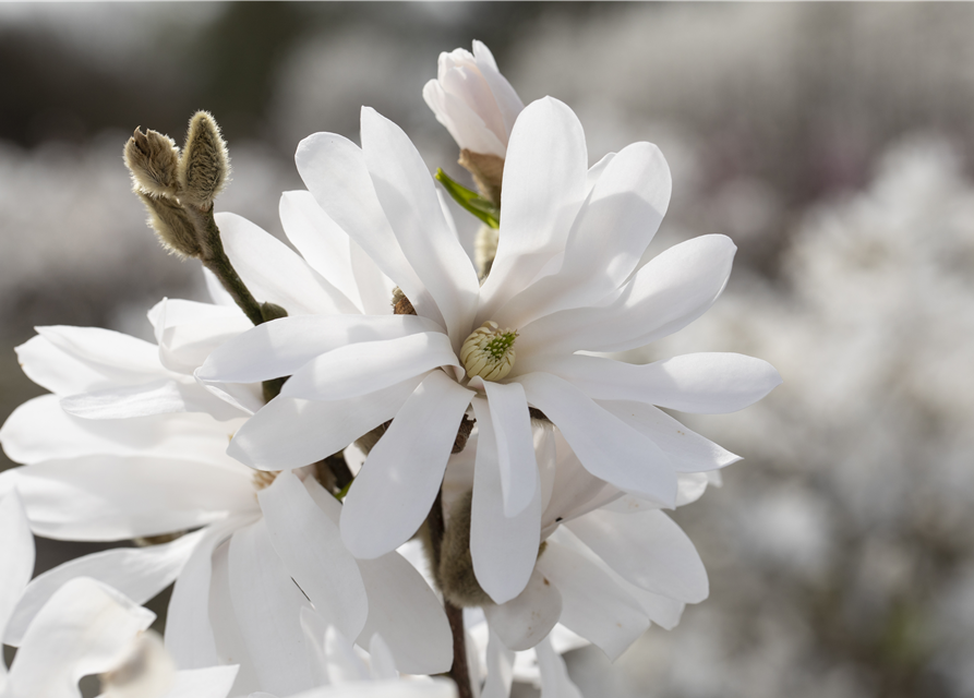 Magnolia stellata Royal Star