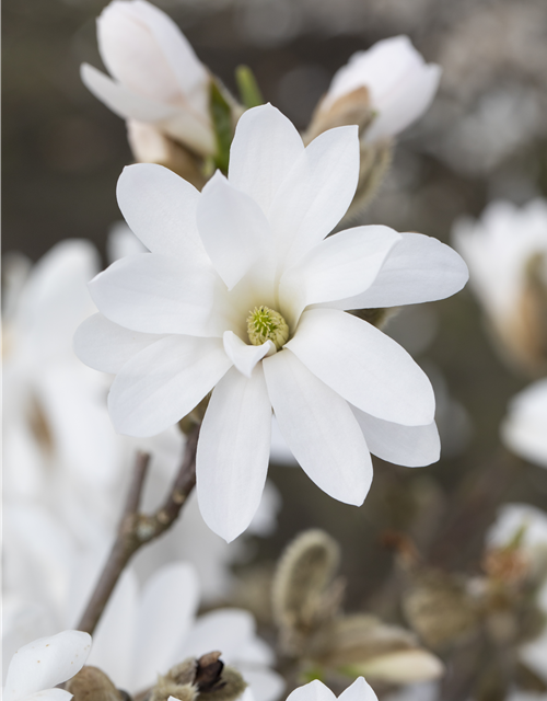 Magnolia stellata Royal Star