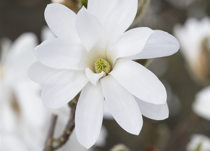 Magnolia stellata Royal Star