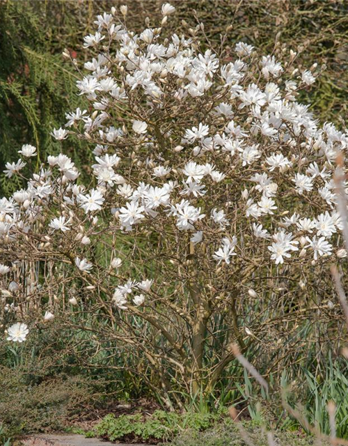 Magnolia stellata Royal Star