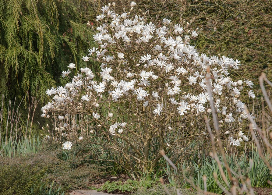 Magnolia stellata Royal Star